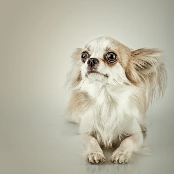 Длинноволосая чихуахуа. Маленькая собачка сидит, смотрит в камеру — стоковое фото