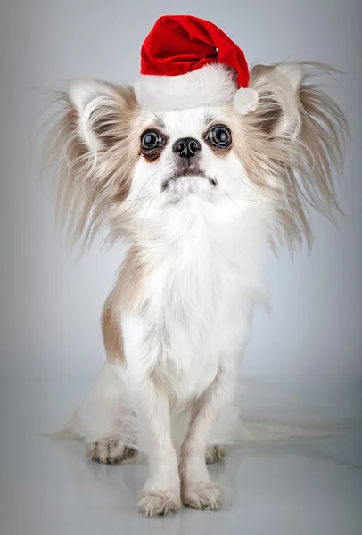 Longhair chihuahua in Christmas Santa hat. Small dog sitting — Stock Photo, Image