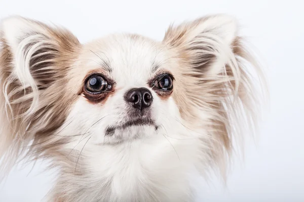 Longhair chihuahua. Small dog sitting, looking at the camera — Stock Photo, Image