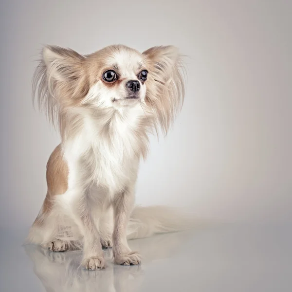 Длинноволосая чихуахуа. Маленькая собачка сидит, смотрит в камеру — стоковое фото