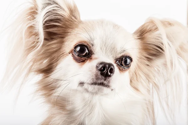 Longhair chihuahua. Small dog sitting, looking at the camera — Stock Photo, Image