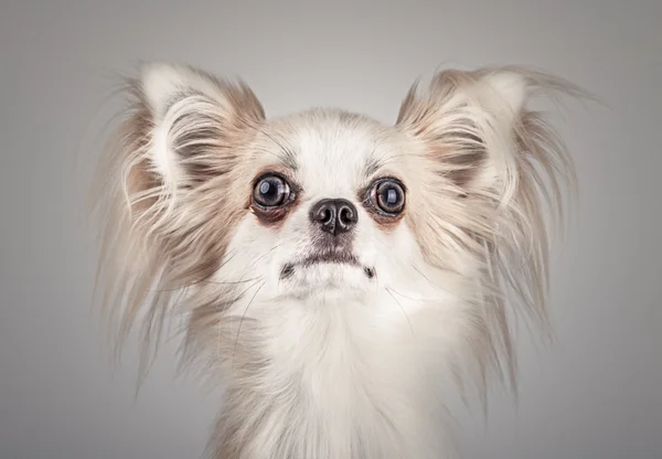 Longhair chihuahua. Small dog sitting, looking at the camera — Stock Photo, Image