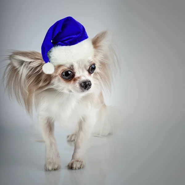 Longhair chihuahua  in Christmas Santa hat. Small dog sitting, l — Stock Photo, Image