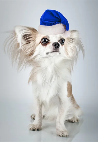 Длинноволосая чихуахуа в рождественской шляпе Санты. Маленькая собачка сидит, я — стоковое фото