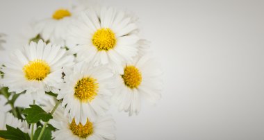 Papatya çiçek buketi