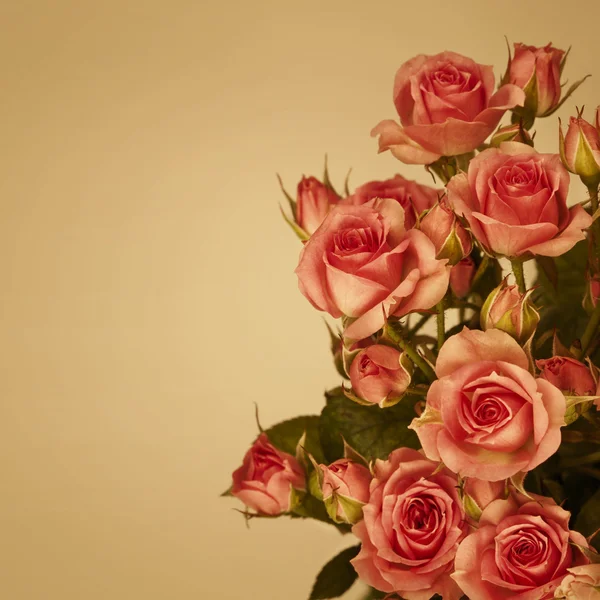 Rozenbloemen — Stockfoto