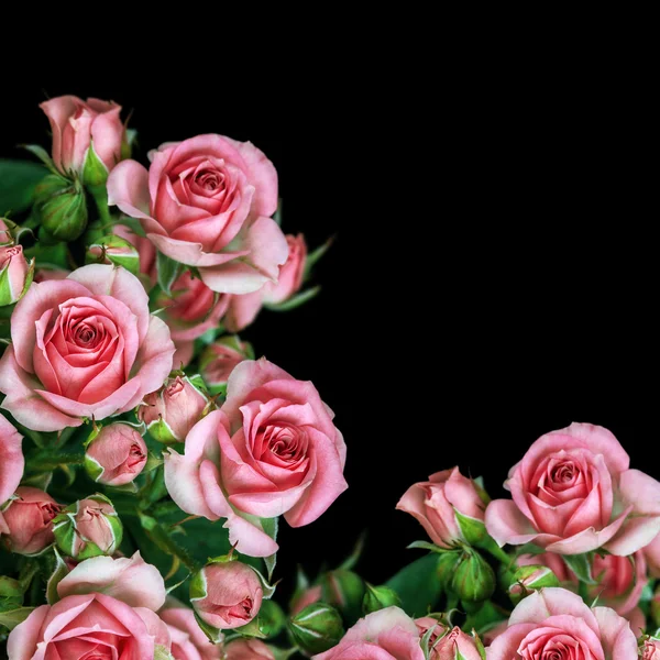 Flores de rosa — Foto de Stock