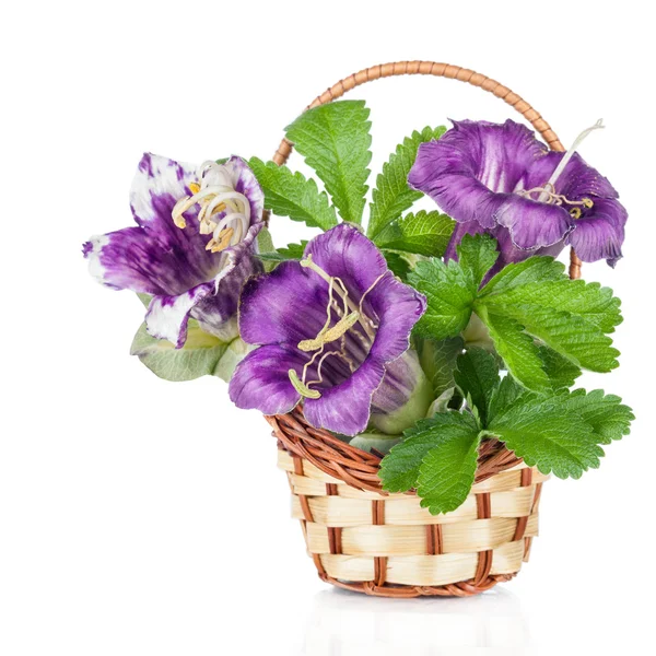 Violet flower hand bell in basket (Campanula) — Stock Photo, Image