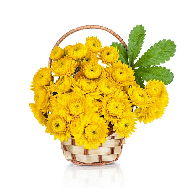 Chrysanthemenblüten — Stockfoto