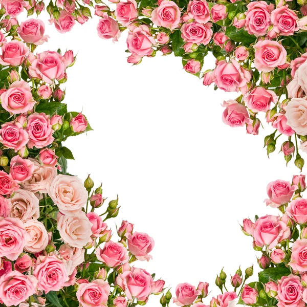 Fiori di rosa — Foto Stock