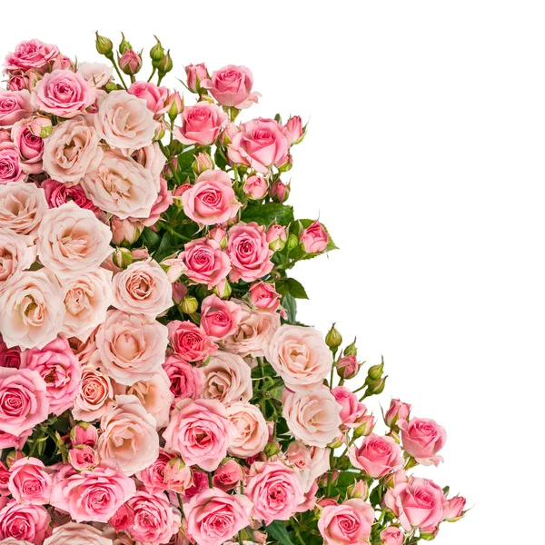 Rose Flowers — Stock Photo, Image