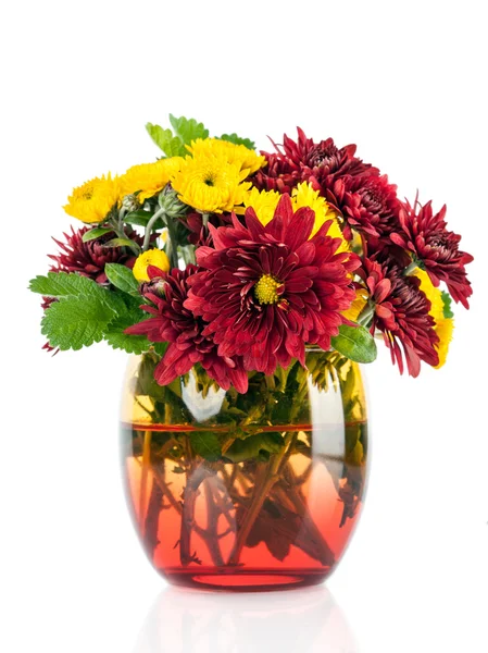 Chrysanthemum Flowers — Stock Photo, Image