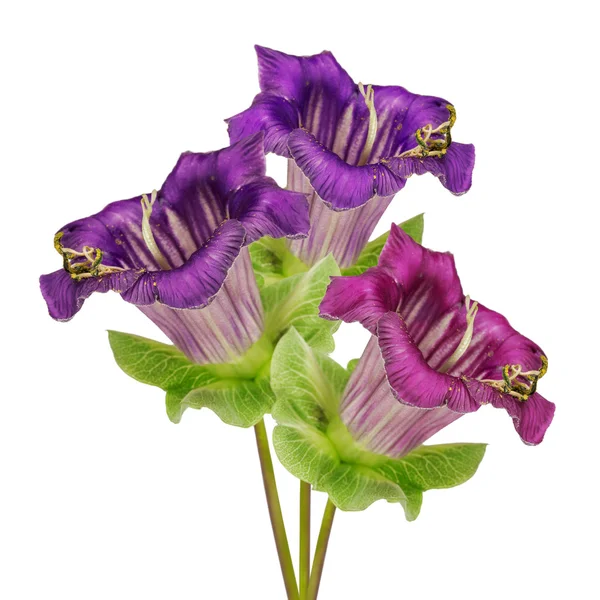 Violeta hermosa flor mano campana (Campanula), tarjeta de vacaciones —  Fotos de Stock
