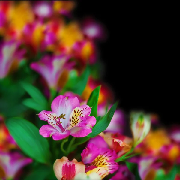 검은 배경에 alstroemeria 꽃 — 스톡 사진