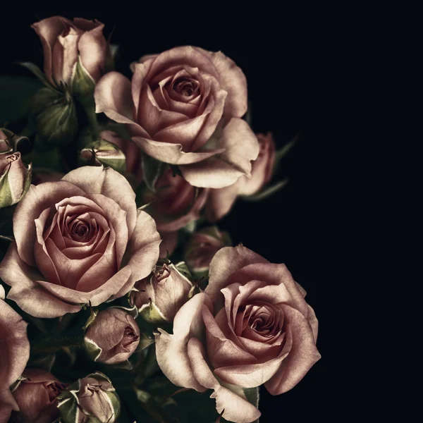 Rózsa virágok Jogdíjmentes Stock Fotók