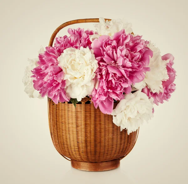 Fondo pétalo flor peonía. Paeonia lactiflora . —  Fotos de Stock