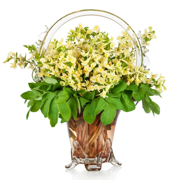 Primeros manantiales florales en jarrón, aislados sobre fondo blanco —  Fotos de Stock
