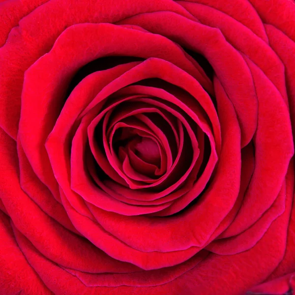 Rode rose. Macro schot — Stockfoto