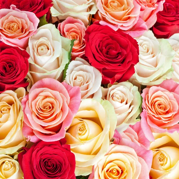 Bouquet lumineux multicolore de roses. Fleur naturelle backgroun — Photo