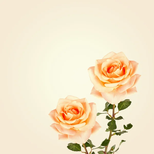 Fondo vintage con flores de rosas. Fondo retro — Foto de Stock