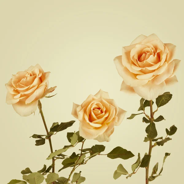 Sfondo vintage con fiori di rose. Sfondo retrò — Foto Stock