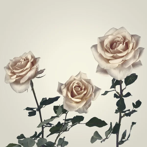 Årgang med roser og blomster. Bakteppe bakover – stockfoto