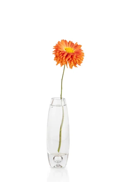 Flor en jarrón, aislada sobre fondo blanco —  Fotos de Stock