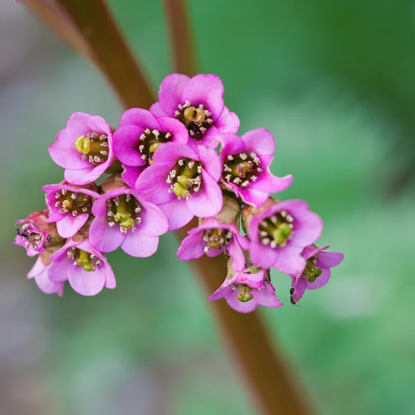 아름 다운 봄 핑크 꽃 — 스톡 사진