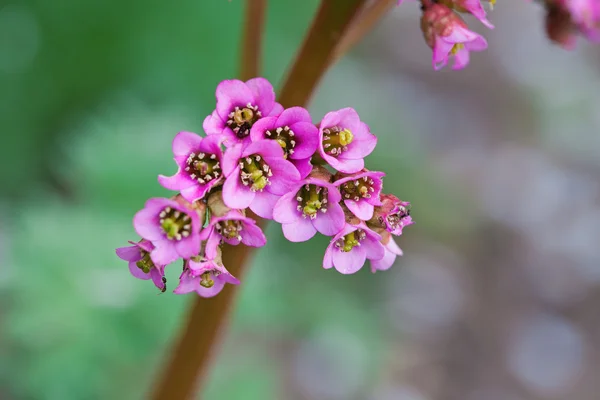 Prachtige roze Lentebloemen — Stockfoto