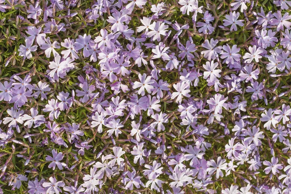 아름 다운 푸른 꽃 배경 — 스톡 사진