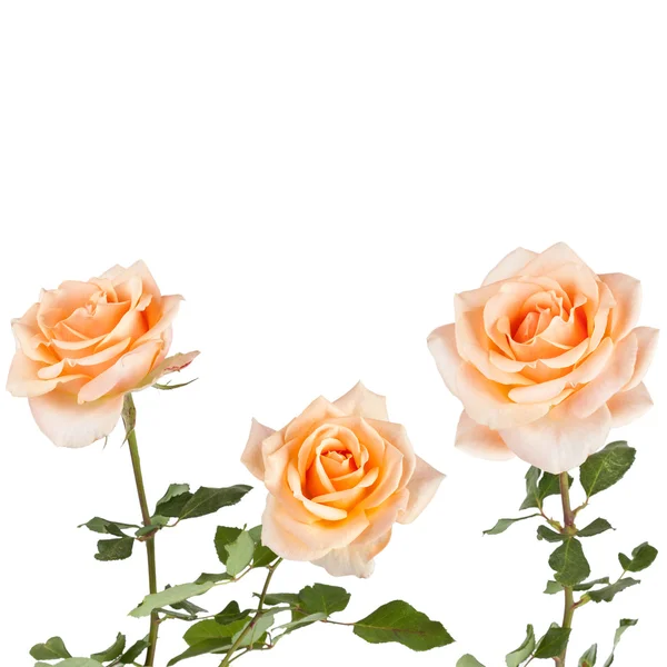 Beautiful  Rose Background — Stock Photo, Image