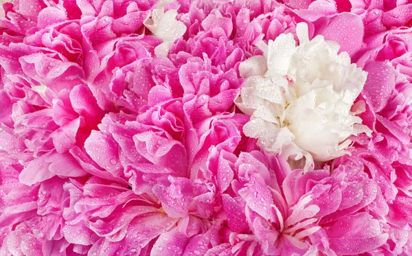 Pink peony flower petal background. Paeonia lactiflora. Stock Picture