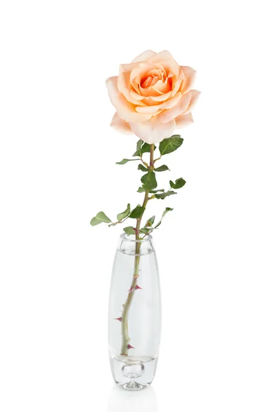 Rose in vaas geïsoleerd over Wit Rechtenvrije Stockafbeeldingen