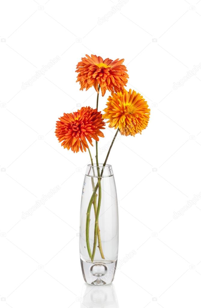 Flower in vase, isolated on white background