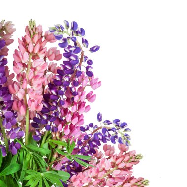Lupinus çiçek arka plan. Lupin