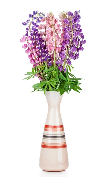 Fleur de lupin dans un vase isolé sur fond blanc. Lupin — Photo