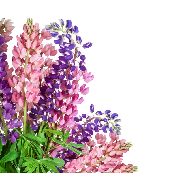 Lupinus flower background. Lupin Stock Photo