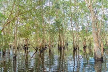 Rayong Botanik Bahçesi 'ndeki ağaçlar, Eski Kağıt Ağaç Ormanı, gölü veya nehri olan tropikal ormanlar Tayland' daki ulusal park, dağ ve tepelerde yansımalar. Doğal manzara arka planı.