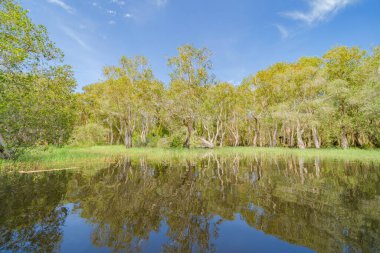 Rayong Botanik Bahçesi 'ndeki ağaçlar, Eski Kağıt Ağaç Ormanı, gölü veya nehri olan tropikal ormanlar Tayland' daki ulusal park, dağ ve tepelerde yansımalar. Doğal manzara arka planı.
