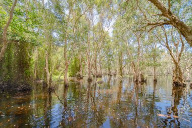 Rayong Botanik Bahçesi 'ndeki ağaçlar, Eski Kağıt Ağaç Ormanı, gölü veya nehri olan tropikal ormanlar Tayland' daki ulusal park, dağ ve tepelerde yansımalar. Doğal manzara arka planı.