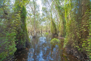 Rayong Botanik Bahçesi 'ndeki ağaçlar, Eski Kağıt Ağaç Ormanı, gölü veya nehri olan tropikal ormanlar Tayland' daki ulusal park, dağ ve tepelerde yansımalar. Doğal manzara arka planı.