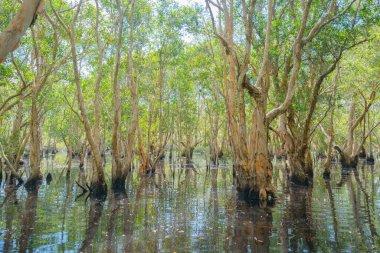 Rayong Botanik Bahçesi 'ndeki ağaçlar, Eski Kağıt Ağaç Ormanı, gölü veya nehri olan tropikal ormanlar Tayland' daki ulusal park, dağ ve tepelerde yansımalar. Doğal manzara arka planı.