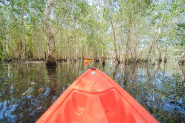 Kano, kano, Rayong Botanik Bahçesi 'nde ağaçlı tekne, Eski Kağıt Ağaç Ormanı, gölü veya nehri olan tropikal orman ve Tayland ulusal parkında yansıması. Doğal manzara arka planı.