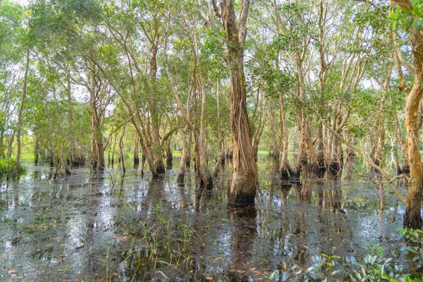 Fák Rayong Botanikus Kert Régi Papír Kéreg Erdő Trópusi Erdő — Stock Fotó