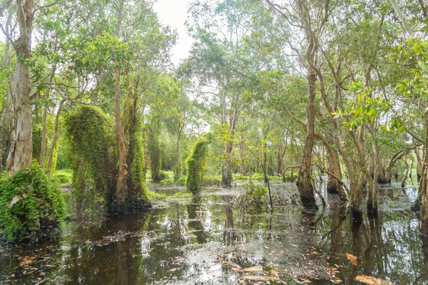 Fák Rayong Botanikus Kert Régi Papír Kéreg Erdő Trópusi Erdő — Stock Fotó