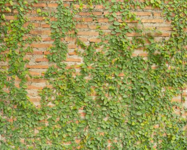 Sarmaşık yapraklı, yeşil sarmaşık çalılı, sarmaşık desenli kırmızı tuğla desenli yüzey dokusu. Tasarım dekorasyonu için malzeme.