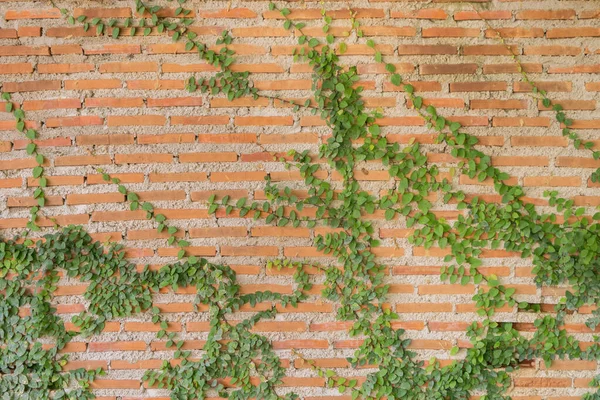 Textura Superficie Del Patrón Pared Ladrillo Rojo Con Planta Hiedra —  Fotos de Stock