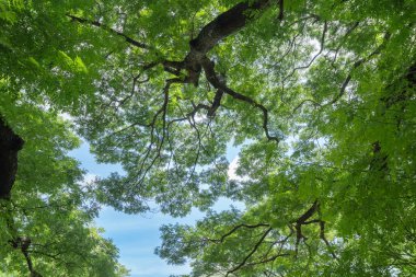 Ormandaki doğa yeşili ağaç ya da güneş ışığı parlayan bir park. Bahar mevsiminde ekoloji, tatil tatili ve seyahat konseptinde desen dokusu. Taze rahatlama.