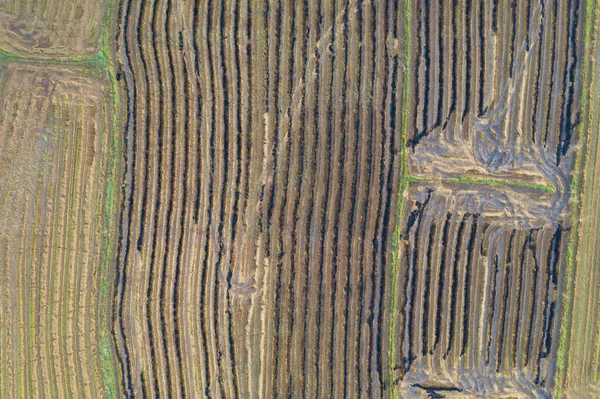 Bovenaanzicht Vanuit Lucht Van Verse Padie Rijst Groene Landbouwvelden Het — Stockfoto