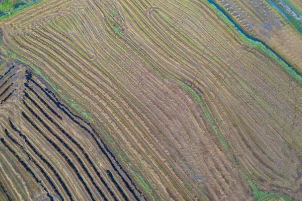 Vista Aérea Superior Arroz Paddy Fresco Campos Agrícolas Verdes Campo — Fotografia de Stock